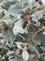 Oxymerus aculeatus lebasi