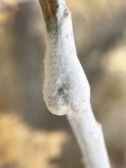 Rhopalomyia chrysothamni