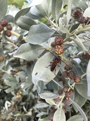 Oxymerus aculeatus lebasi