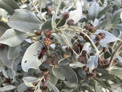 Oxymerus aculeatus lebasi