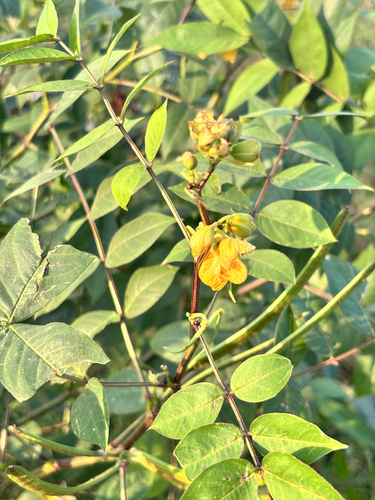 Coffee Senna