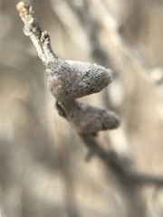 Rhopalomyia chrysothamni