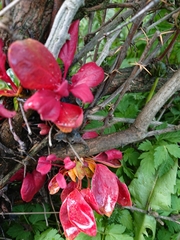 Puccinia magellanica