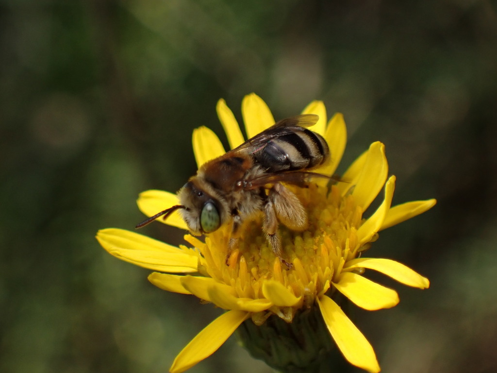 Eucera alticincta