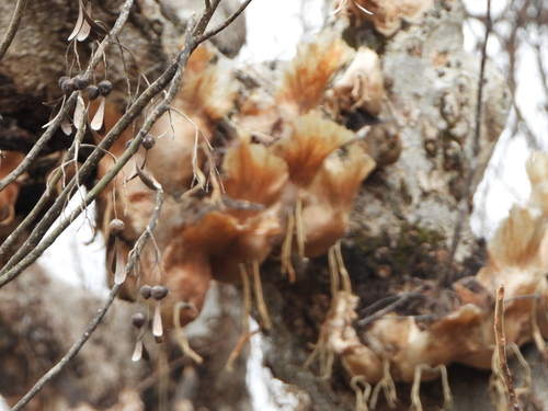 Platycerium quadridichotomum