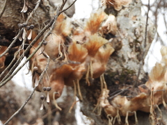 Platycerium quadridichotomum