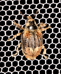 Eutyrhinus meditabundus