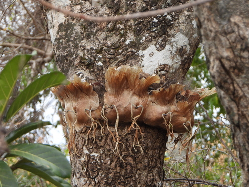Platycerium quadridichotomum, photograph 1
