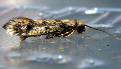 Niditinea fuscella
