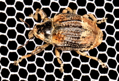 Eutyrhinus meditabundus