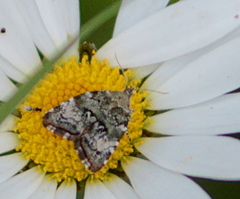 Choreutis diana