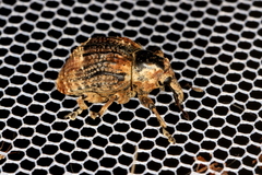 Eutyrhinus meditabundus