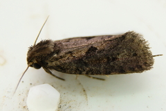 Acrolophus popeanella