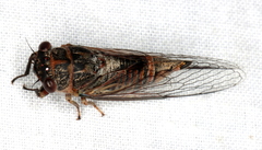Cicadettini