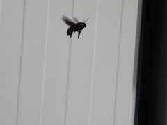 Xylocopa