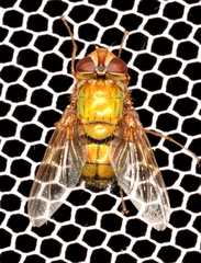Microrutilia