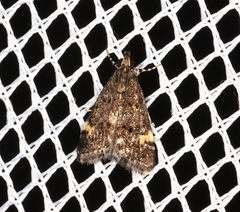Heliothela ophideresana