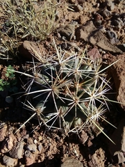 Coryphantha robustispina scheeri