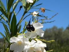 Xylocopa