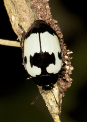 Barytopus laevigatus