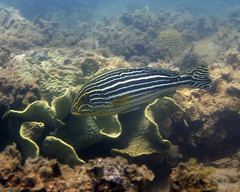 Plectorhinchus caeruleonothus