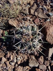 Coryphantha robustispina scheeri