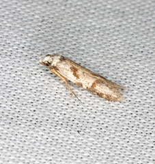 Oxythecta hieroglyphica