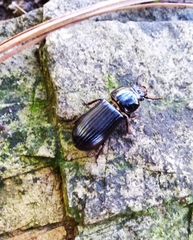 Odontotaenius
