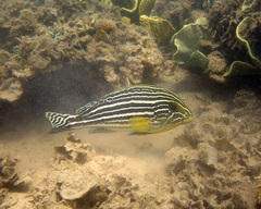 Plectorhinchus caeruleonothus