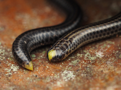 Guyana Blind Snake photo 2