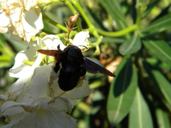Xylocopa