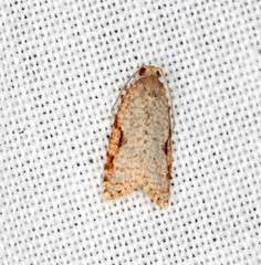 Meritastis piperata