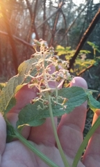 Sambucus racemosa racemosa