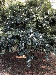 Camellia japonica