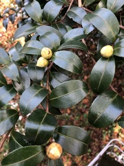 Camellia japonica