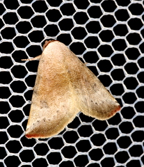 Mataeomera mesotaenia