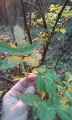 Sambucus racemosa racemosa