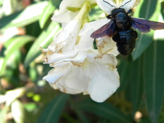 Xylocopa