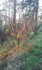 Sambucus racemosa racemosa