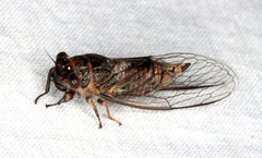 Cicadettini