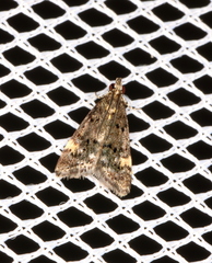 Heliothela ophideresana