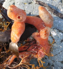 Clathria prolifera