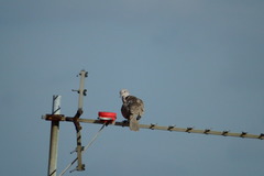 Streptopelia decaocto