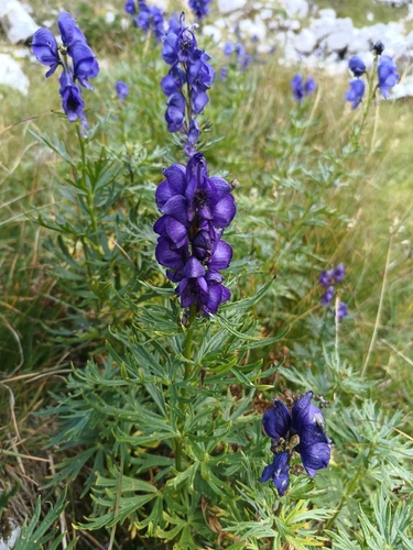Aconite (Aconitum tauricum)