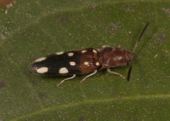 Platycrepidius decimnotatus