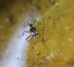 Microvelia americana