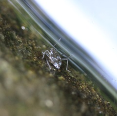 Microvelia americana