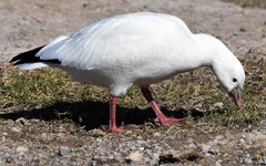 Anser caerulescens × rossii