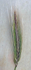 Hordeum murinum murinum