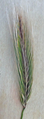 Hordeum murinum murinum